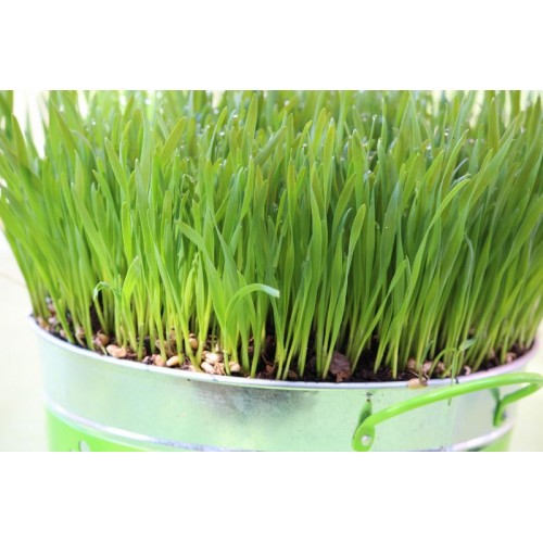 Wheatgrass Sprouting Seed 200 gr Sprout & Microgreen Seed