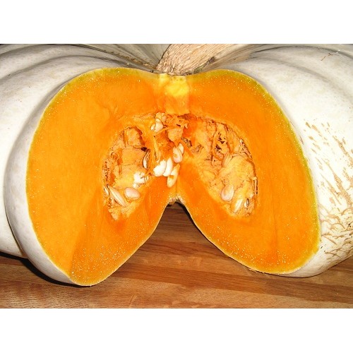 Wit Boer Pumpkin